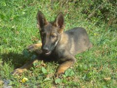 Elevage De Bergers Allemands Achat De Chiots à La Ferrière