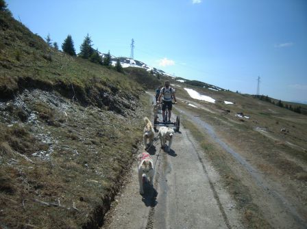 mushing isere randos conduite attelages de chiens de traîneaux