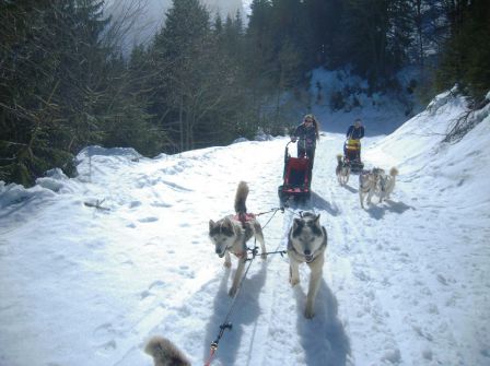 mushing isere initiation conduite d'attelages de chiens de traîneaux