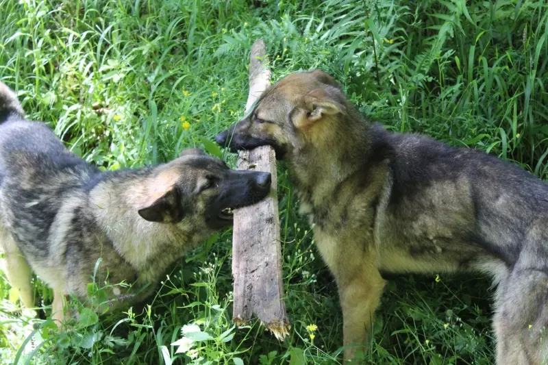 Clos De La Vallee Blanche Chien De Traineaux Isere Nos Chiots Actuels 4