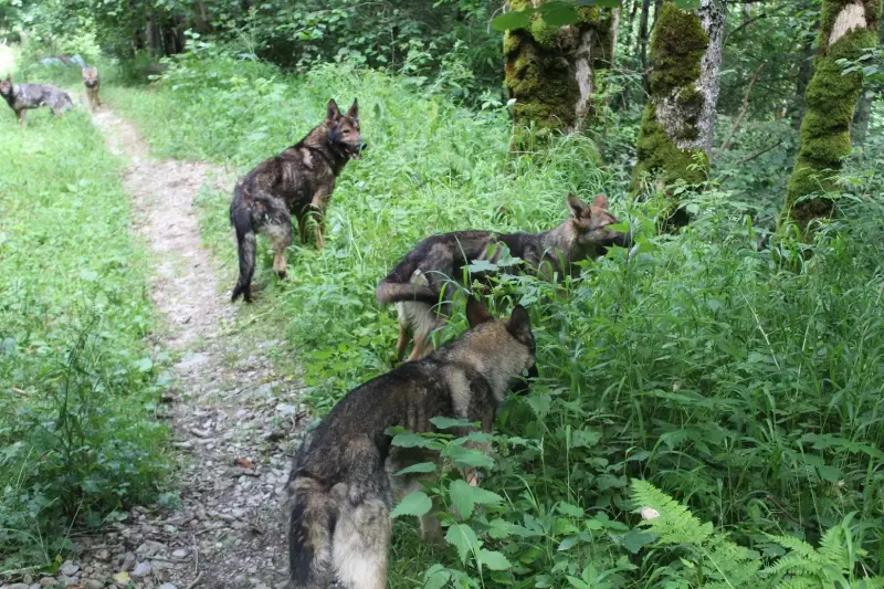 Clos De La Vallee Blanche Chien De Traineaux Isere Nos Chiots Actuels 5