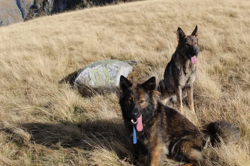 Clos De La Vallee Blanche Chien De Traineaux Isere Nos Chiots Actuels 7