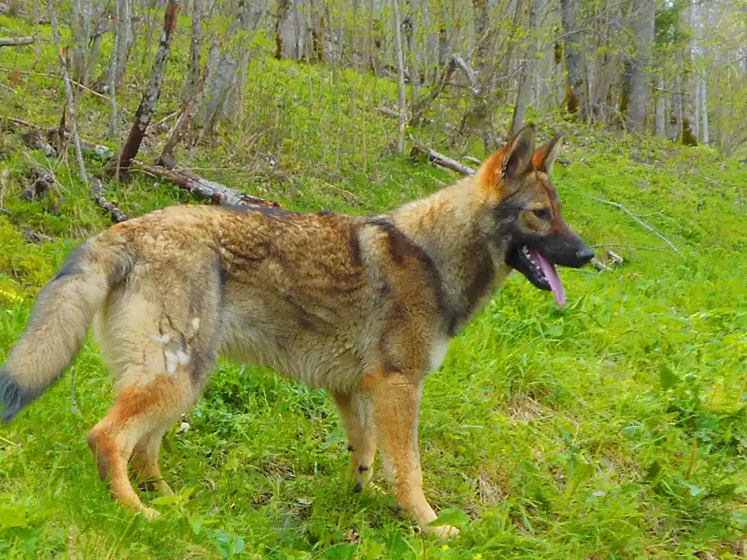 Clos De La Vallee Blanche Chien De Traineaux Isere Realisation 11