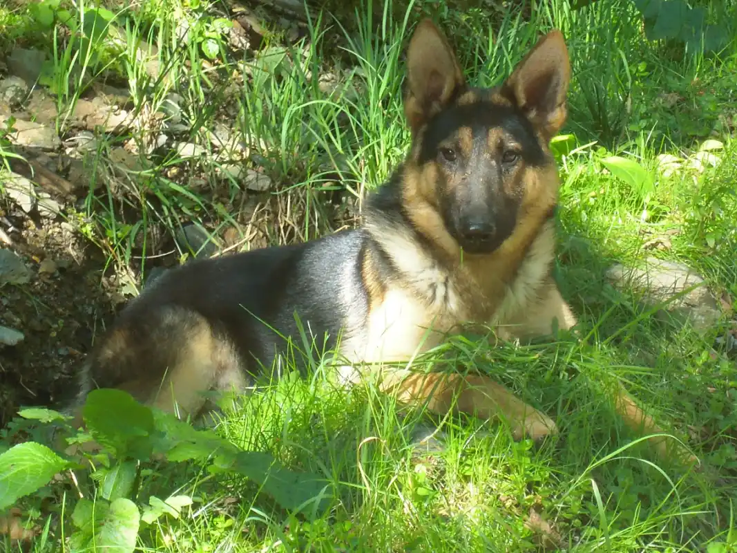 Clos De La Vallee Blanche Chien De Traineaux Isere Realisation 2