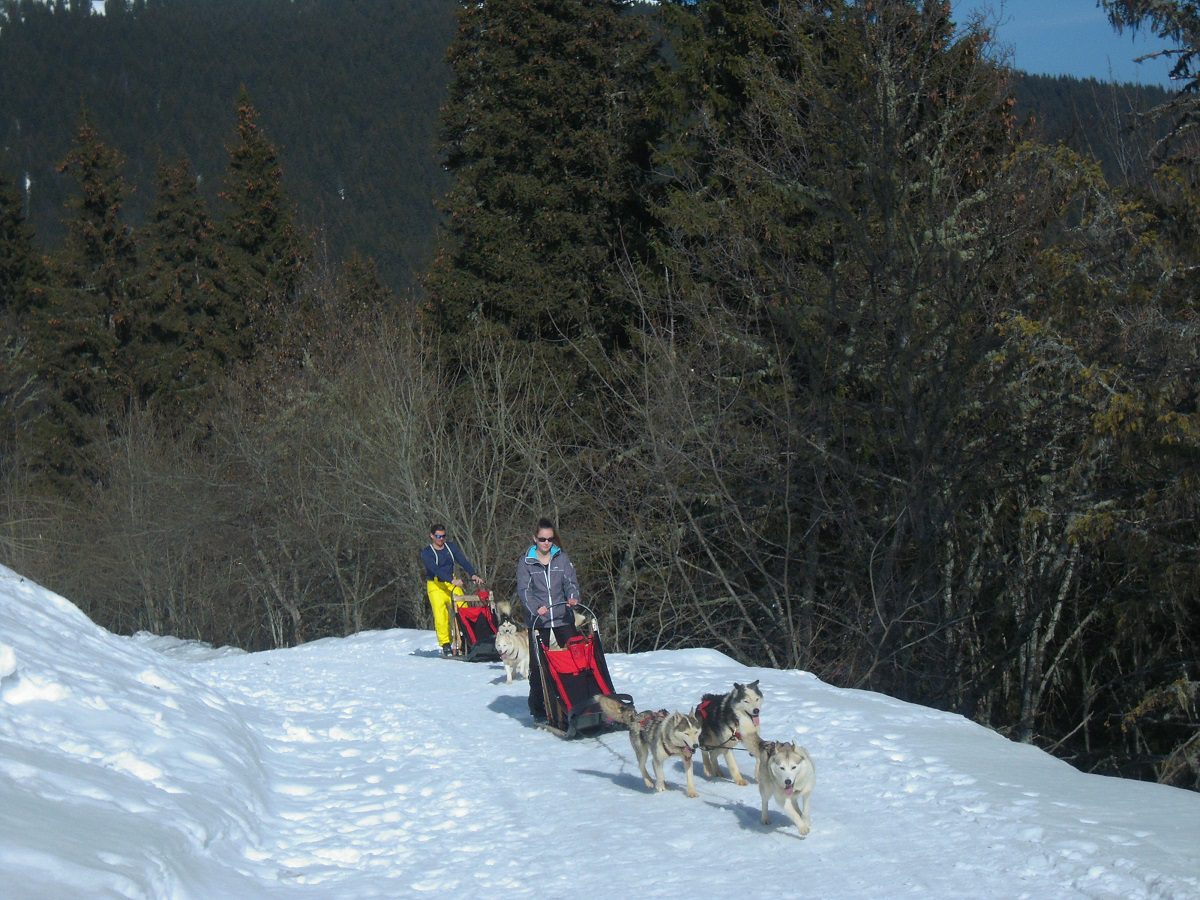 Clos De La Vallee Blanche Chien De Traineaux Isere DSCN7634