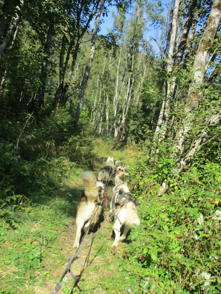 Clos De La Vallee Blanche Chien De Traineaux Isere Mushing Le Curtillard 13.09 26 1