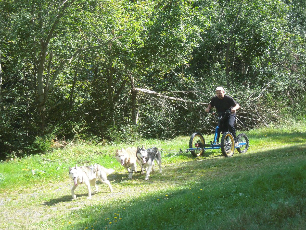 Clos De La Vallee Blanche Chien De Traineaux Isere Mushing 3 Pleynet