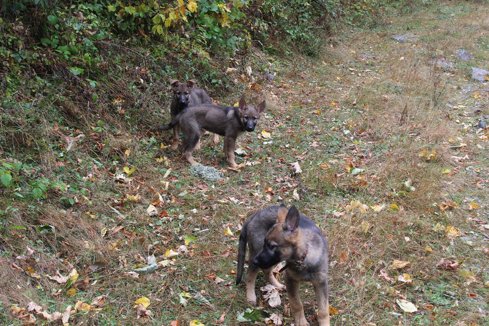 Clos De La Vallee Blanche Chien De Traineaux Isere Ugo Uta